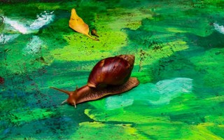 注意！遇到这种大蜗牛，千万别摸！别养！别吃！