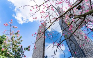 今日雨水，共赏东软春景