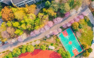 与春同频｜听见花开的声音