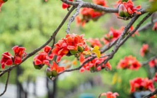 四个绝佳点位！BEAT365官网木棉花观赏地图来了